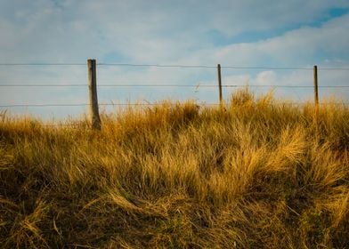 fence and grass