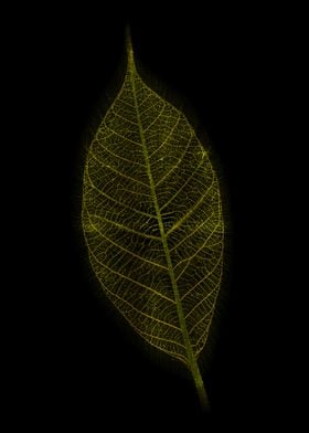 Neon Leaf