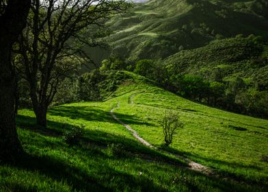 Figueroa Mountain Trail