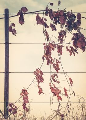 fence and leaves