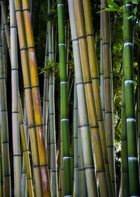 Bamboo forest