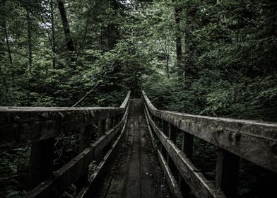 Forest Bridge