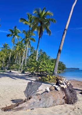 Palms With Sea Shells