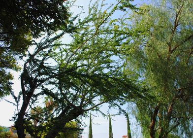 Wind Trees