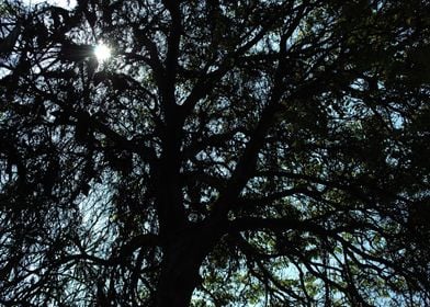 Tree top silhouette