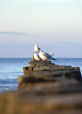 Gulls are waiting