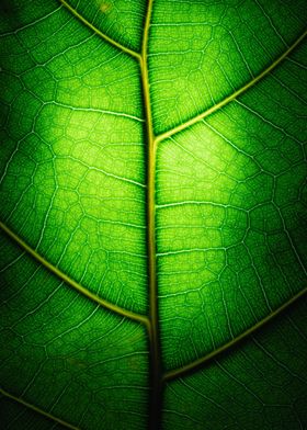 Leaf