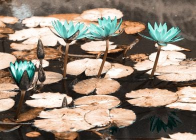 Waterlilies