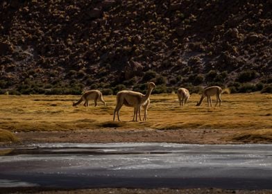 A Vicuna nursing