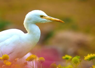 The Cattle Egret