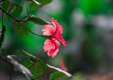 Hibiscus Flower