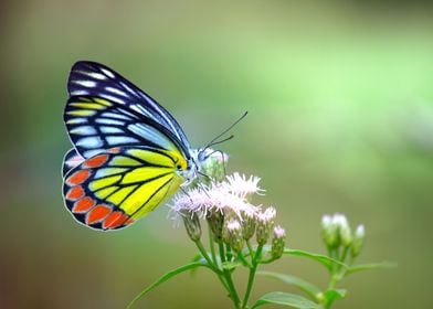 Indian Jezebel Butterfly