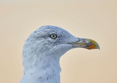 Seagull