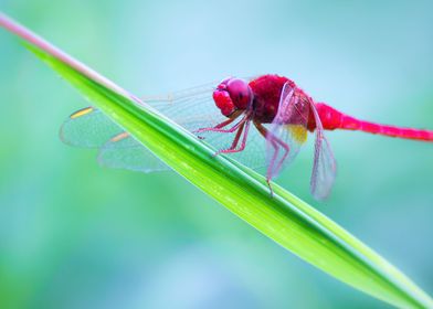 Dragonfly On The Leaf