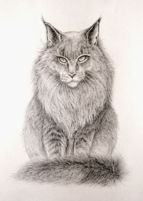 Cat Maine Coon