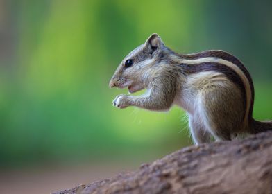 Squirrel On The Ground