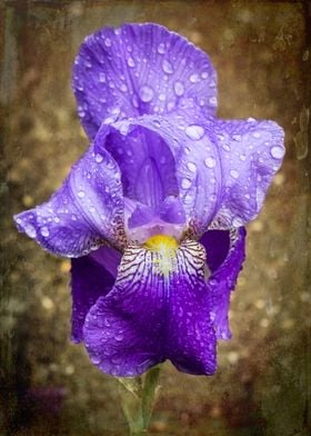 Raindrops on purple Iris