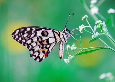 Lime Butterfly