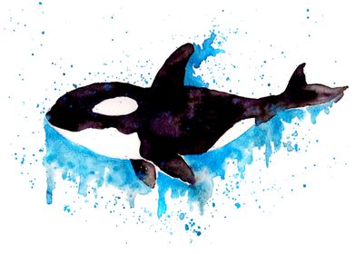 Black and White Orca 
