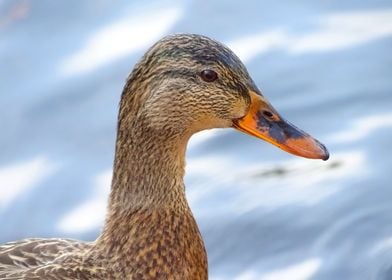 Duck at Shinjuku Gyoen