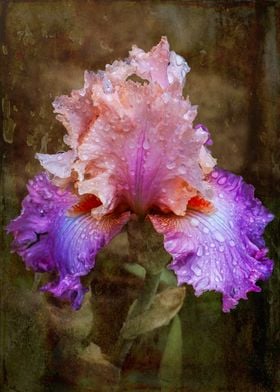 Raindrops on violet Iris