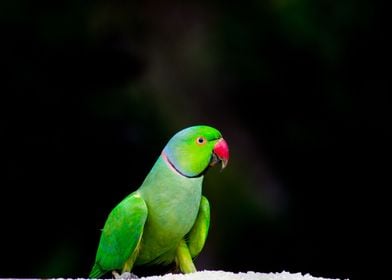 Rose Ringed Parakeet  