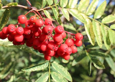 sprig of Rowan