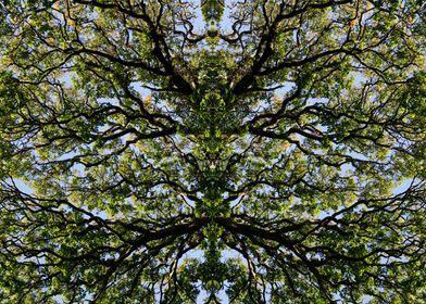 Mirror image trees