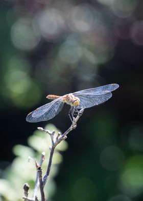 Bokeh Dragonfly 1