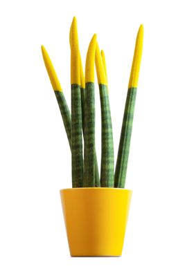 Sansevieria yellow color