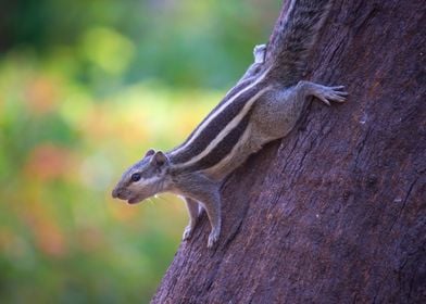 Squirrel on the Tree Trunk