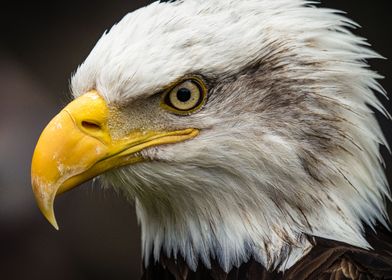 American Bald Eagle (2)