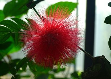 Red Hairy Flower