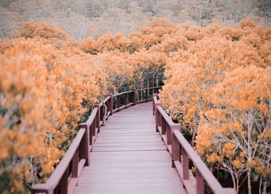 Wooden bridge