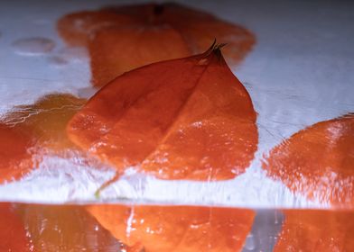 Physalis in ice 3