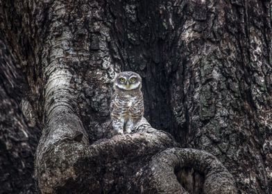 Spotted Owlet