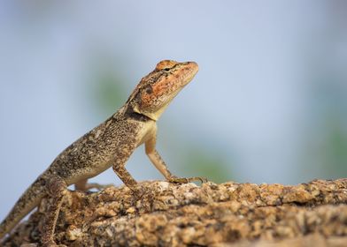 Peninsular Rock  Lizard