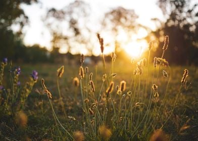 Field flower golden hour