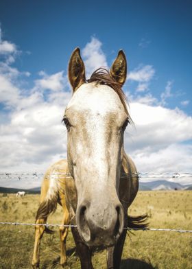 Horse Portrait 