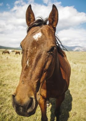 Horse Portrait 