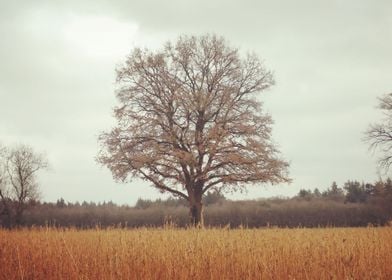 Fields Of Gold