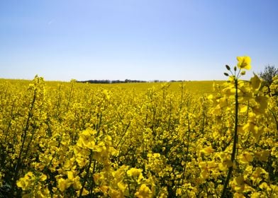 rape field