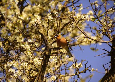 Chaffinch in a tree