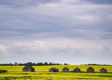 Canola Field