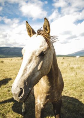 Horse Potrait 