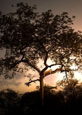 relax in the tree