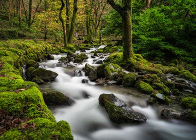 Wales: River & Trees (1)