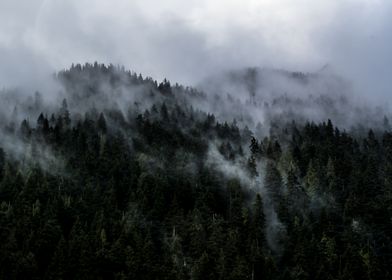 Misty Forest