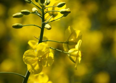 rape flowers close up