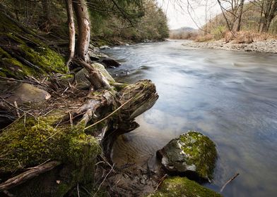 Cold River Shoreline